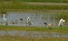 Little-Egrets-KALLONI-wetland-bridwatching